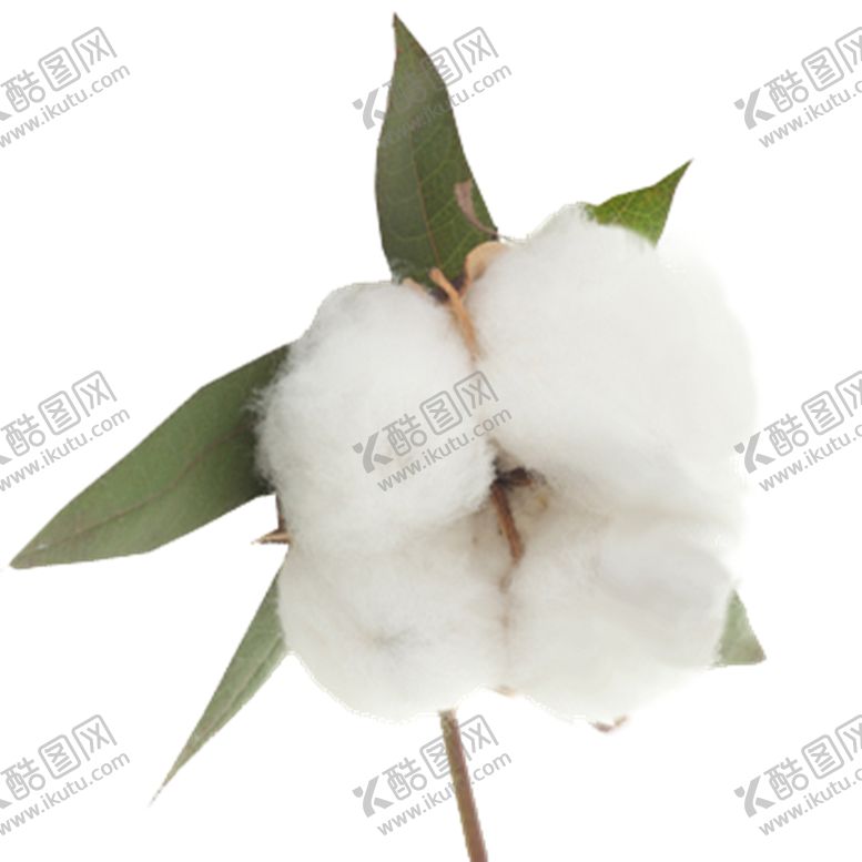 编号：10840209140948289077【酷图网】源文件下载-棉花
