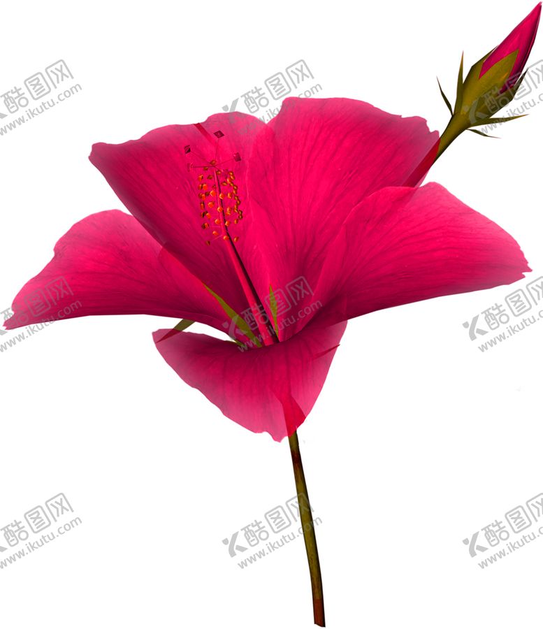 编号：99046009201342081519【酷图网】源文件下载-花素材