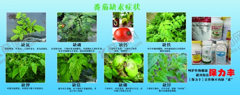 编号：90925802160230403469【酷图网】源文件下载-番茄缺素症状海报
