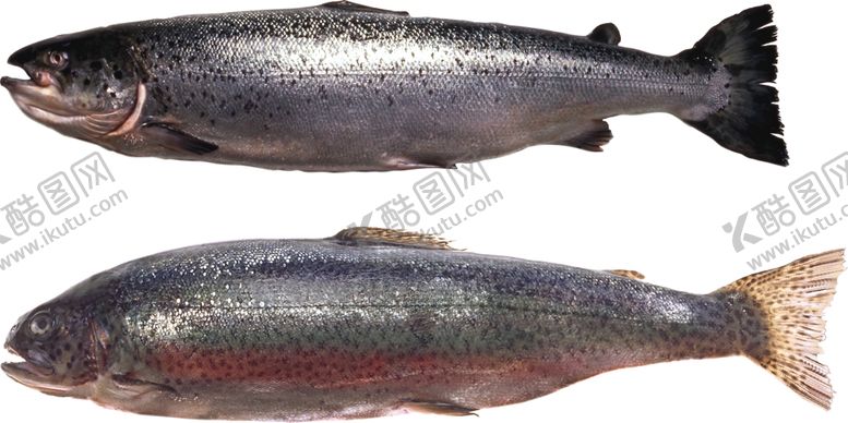 编号：62655709191721298095【酷图网】源文件下载-海洋鱼类图谱