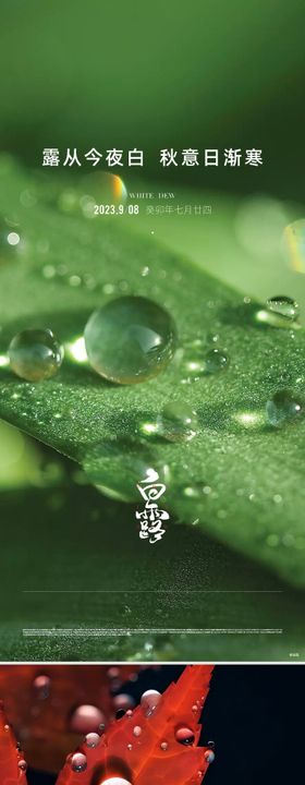 地产白露节气海报