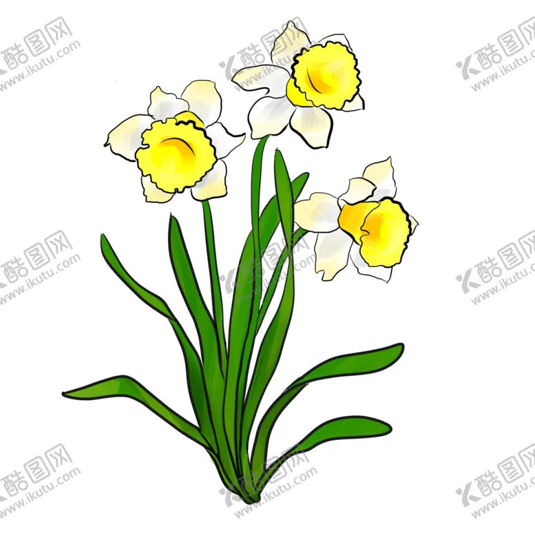 编号：91333004191554287261【酷图网】源文件下载-水仙花素材