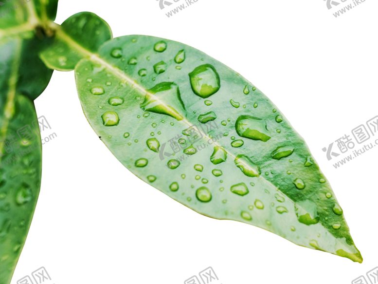 编号：38219202051436026033【酷图网】源文件下载-叶子绿叶雨后水珠