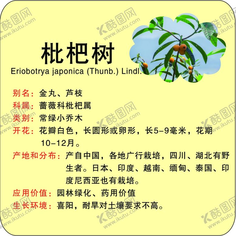 编号：43496902162341109997【酷图网】源文件下载-植物苗木简介牌枇杷树