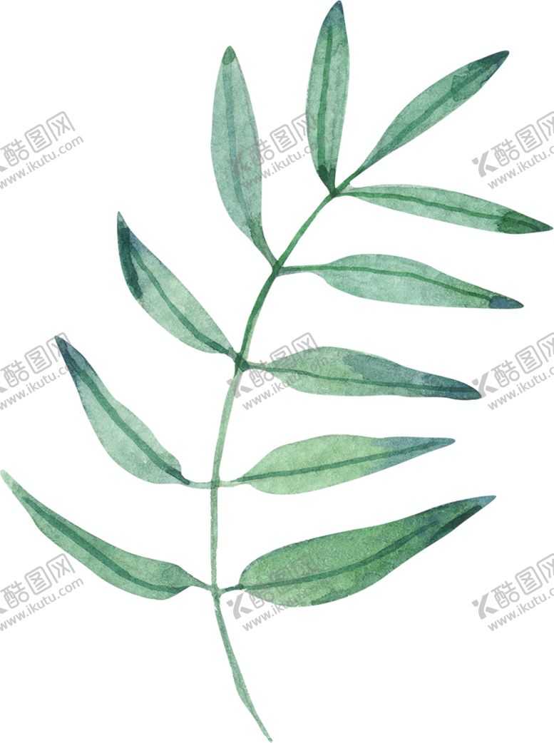 编号：35868702070630424341【酷图网】源文件下载-水彩植物 叶子花卉