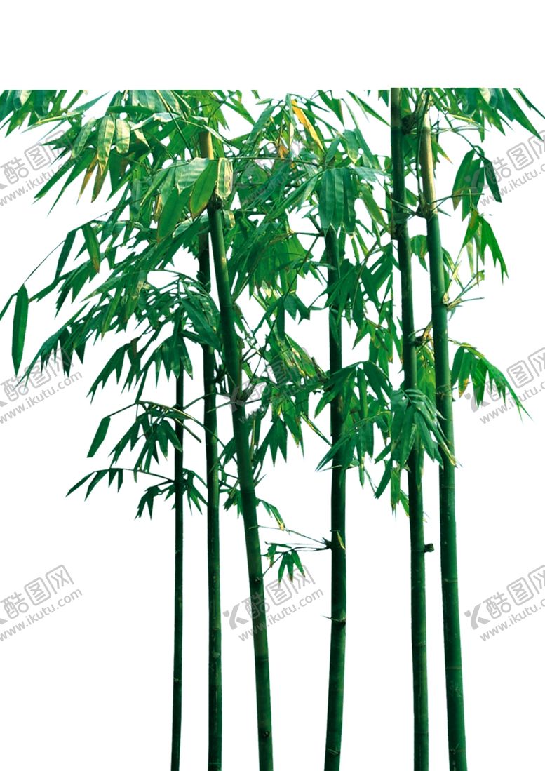 编号：95301710211714367415【酷图网】源文件下载-竹子