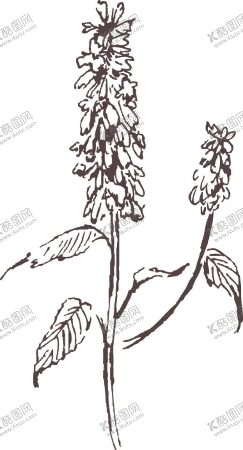 编号：73233906301748424175【酷图网】源文件下载-素描鲜花