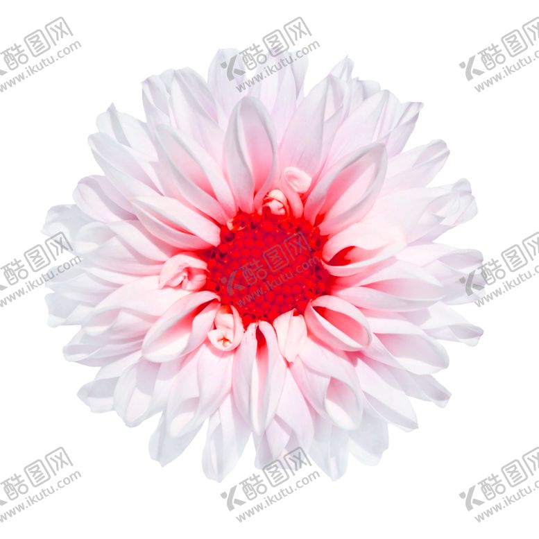 编号：10874710221350114517【酷图网】源文件下载-鲜花素材