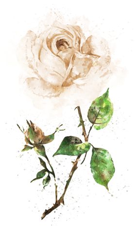 手绘花卉