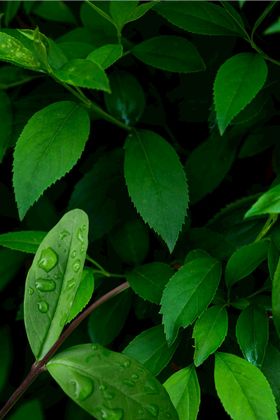 绿色植物背景水墨画中国元素卡通梅花