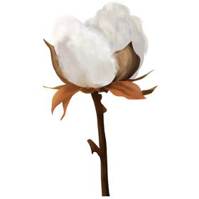 棉花