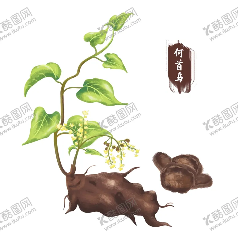 编号：85968301271408061508【酷图网】源文件下载-中药手绘插画