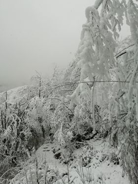 唯美森林白雪立冬节气海报