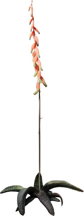 免扣花卉素材