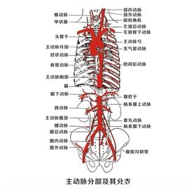 主动脉分部及其分支