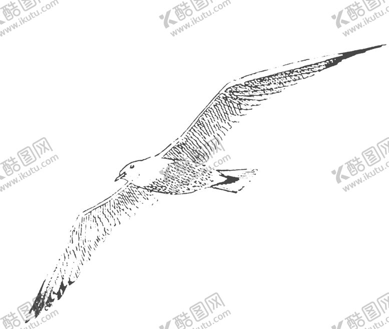 编号：95267809290223428553【酷图网】源文件下载-鸟类鸭子素材绘画