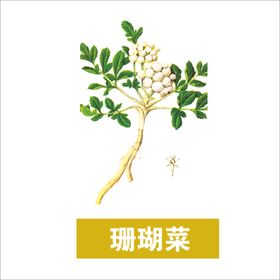 草本植物药材图片