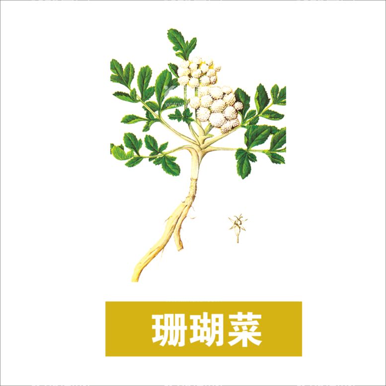 编号：37132603101029232111【酷图网】源文件下载-草本植物药材图片