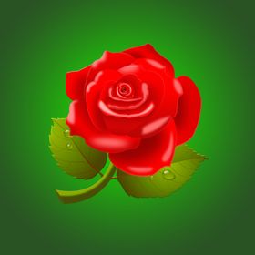玫瑰花