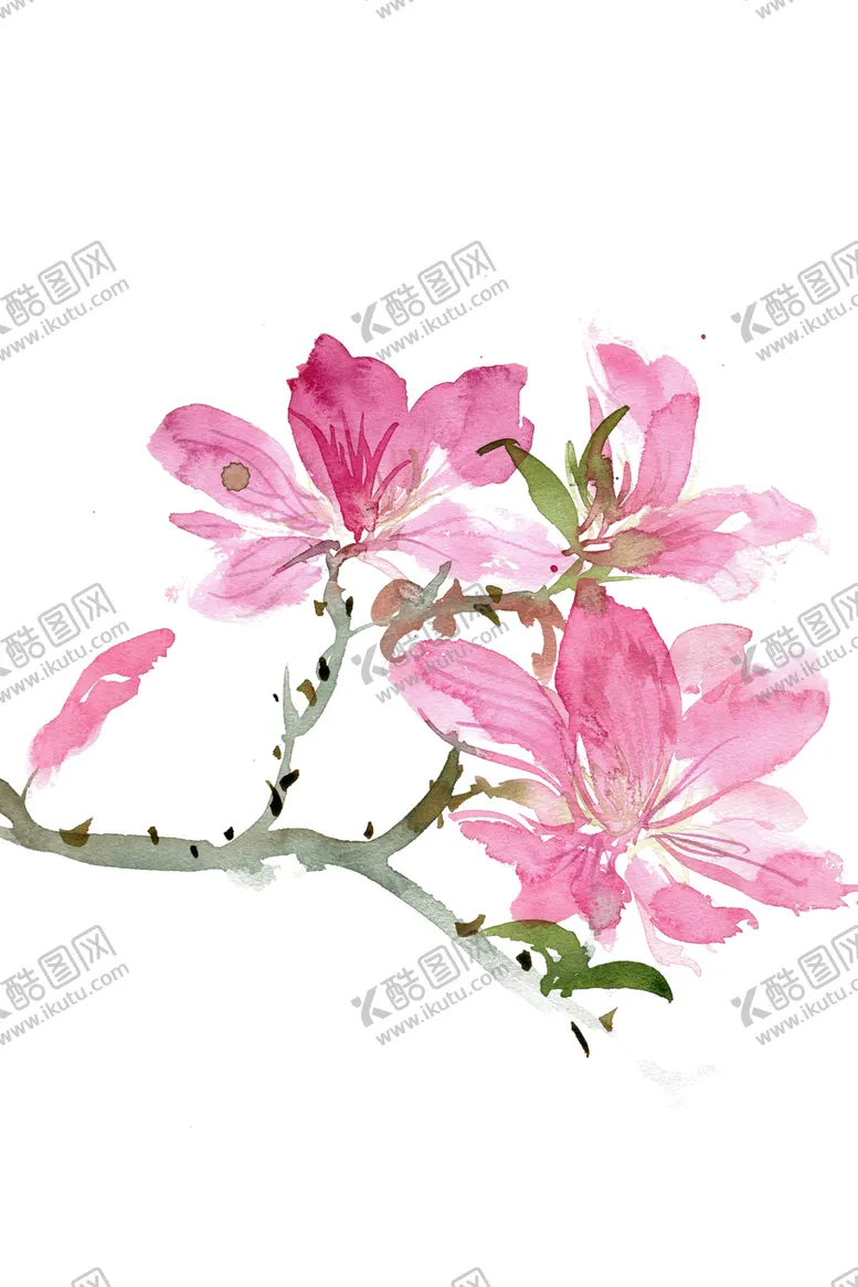 编号：78007501311732418342【酷图网】源文件下载-美丽的杜鹃