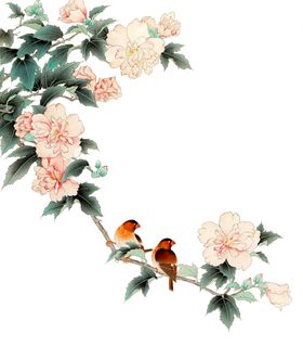 牡丹花