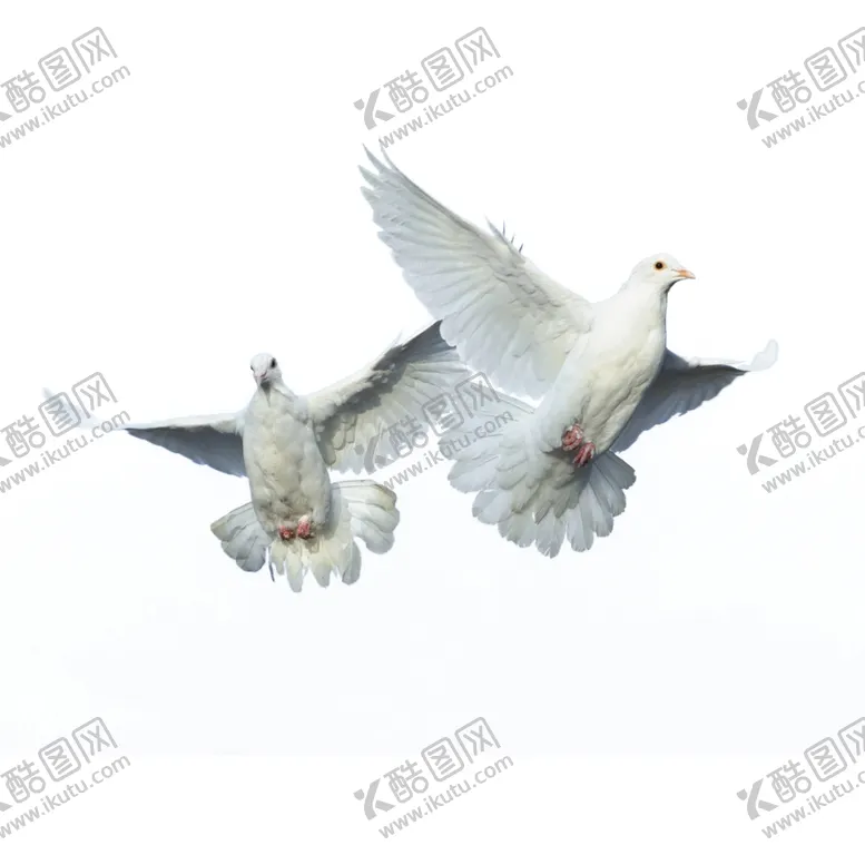 编号：76766204140900057774【酷图网】源文件下载-和平鸽
