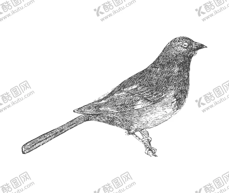 编号：17257210272044039309【酷图网】源文件下载-鸟类鸭子素材绘画