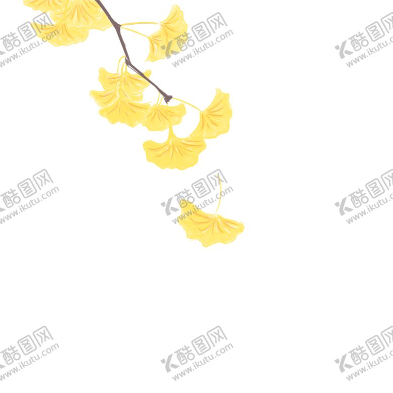 编号：47927904261659091077【酷图网】源文件下载-秋天银杏叶