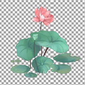 透明底荷花