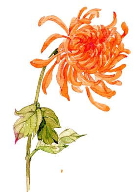 菊花装饰