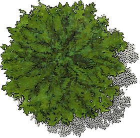 手绘植物