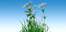 花花