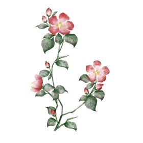 手绘花草牡丹花园元素素材