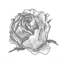 玫瑰素材图片鲜花素材树叶花素材