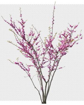 透明底植物梅花