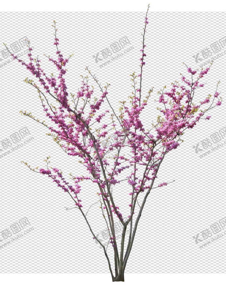 编号：35043305060058132620【酷图网】源文件下载-透明底植物梅花