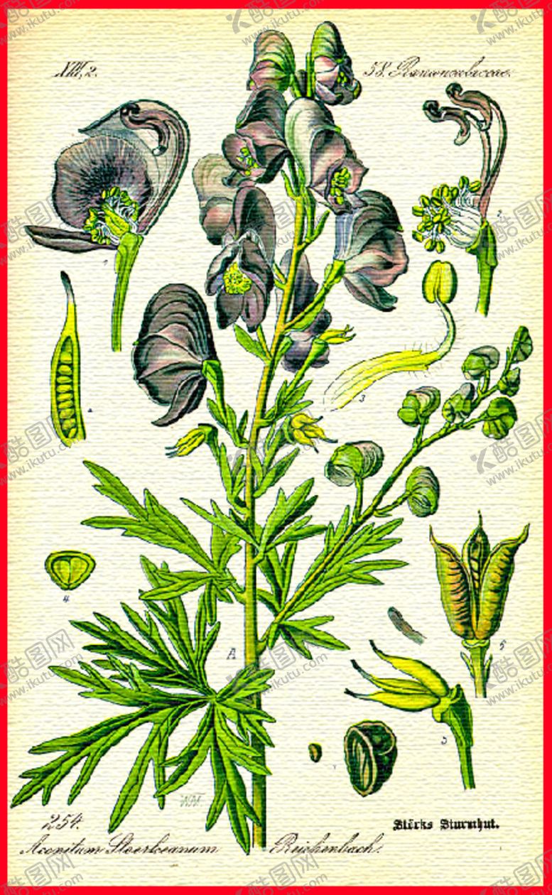 编号：80033909110836454156【酷图网】源文件下载-植物花语