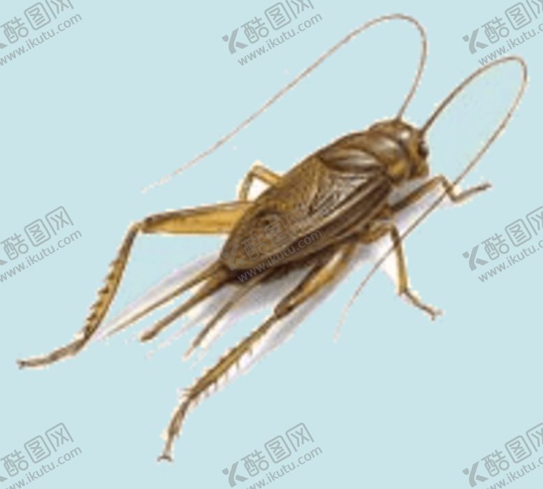 编号：76423510102153173694【酷图网】源文件下载-蟋蟀