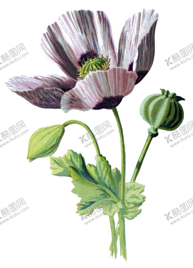 编号：28887210240146536764【酷图网】源文件下载-复古花朵植物图案