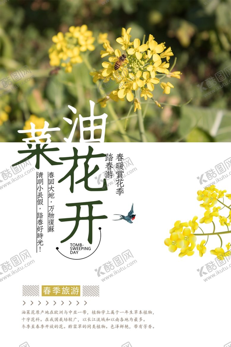 编号：97309407041114543388【酷图网】源文件下载-油菜花