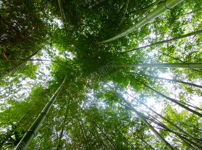编号：56654710031638077812【酷图网】源文件下载-竹子