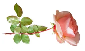 玫瑰花免扣免扣素材卉装饰