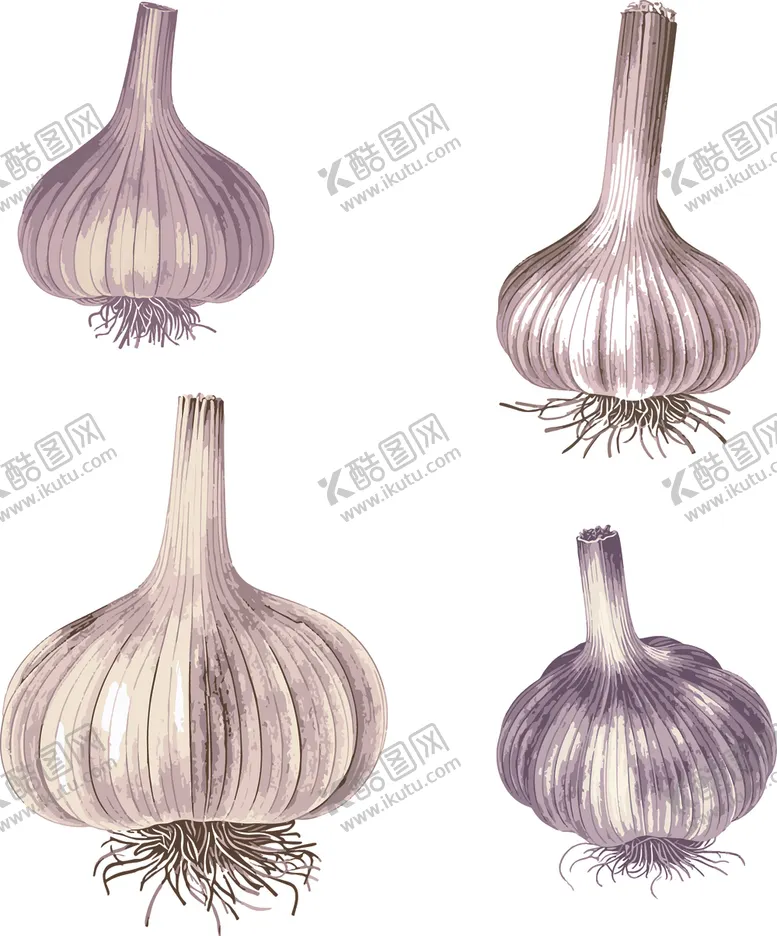 编号：83779802181503249739【酷图网】源文件下载-蔬菜素材大蒜