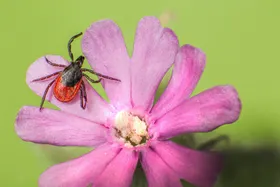 蜘蛛摄影网生物世界虫类
