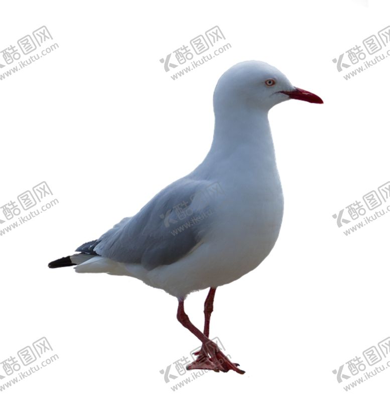 编号：83509403272318139271【酷图网】源文件下载-海鸥