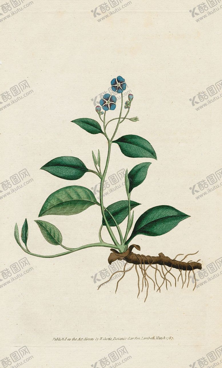编号：20236105070544577430【酷图网】源文件下载-欧式复古色调花朵植物