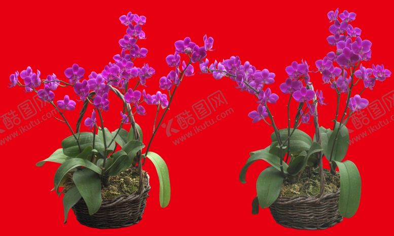 编号：85233510301819064322【酷图网】源文件下载-盆栽植物