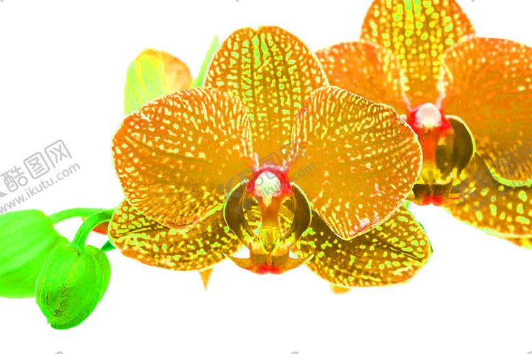 编号：84087909300214497007【酷图网】源文件下载-花素材