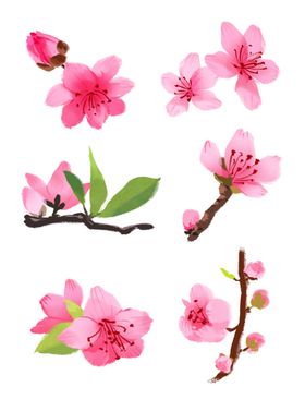 桃花素材