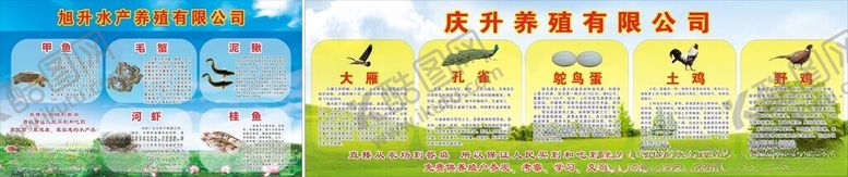 编号：23459704051320582723【酷图网】源文件下载-水产养殖海报水产品种介绍